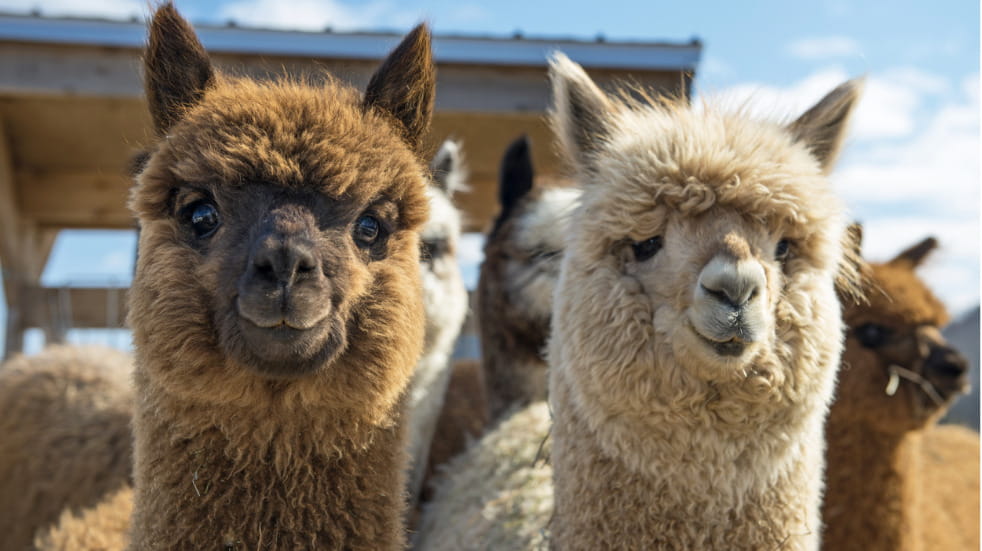 Southampton activities Hensting Alpaca Walking Experience